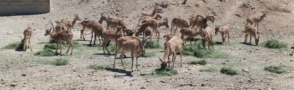 ذكريات الصياد